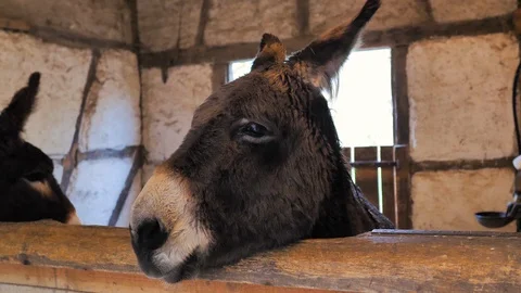 Brown ass with big ears and white snout eats in his pen Stock Footage 124475295