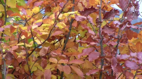 Brown autumn hedge Video stock 628861