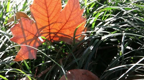 A brown autumn leaf caught in long green grass blowing Stock Footage 38746464