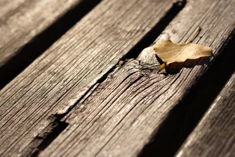 Brown autumn leaf Stock Photos