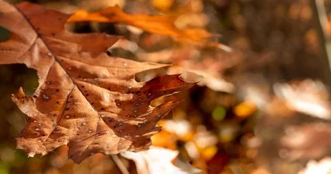 Brown autumn leaf. Fotos de archivo