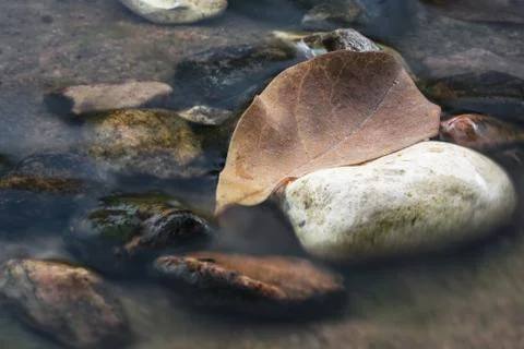 Brown autumn leaf in a stream Stock Photos