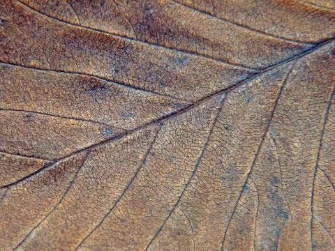Brown autumn leaf texture. Stock Photos
