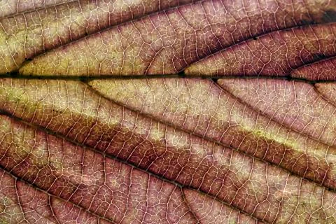 Brown autumn leaf texture Stock Photos