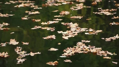 Brown autumn leaves float on calm surface of a lake Stock Footage 263132740