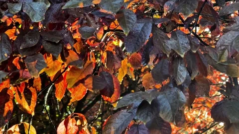 Brown Autumn Leaves Moving in the Wind with Morning Sunlight and Shadows Stock Footage 345131649