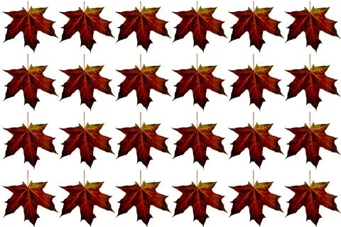 Brown autumn pattern of ginger maple leaves for decor Stock Illustration