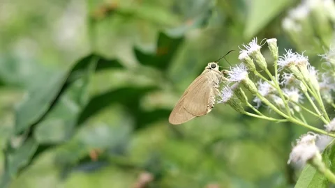 Brown Awl butterfly seeking nectar on Bitter bush or Siam weed blossom Stock Footage 145677400