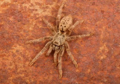 Brown Baboon Tarantula Stock Photos