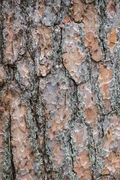 Brown background of pine bark close up for design Stock Photos
