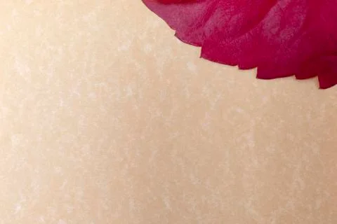 Brown background with red leaf Stock Photos