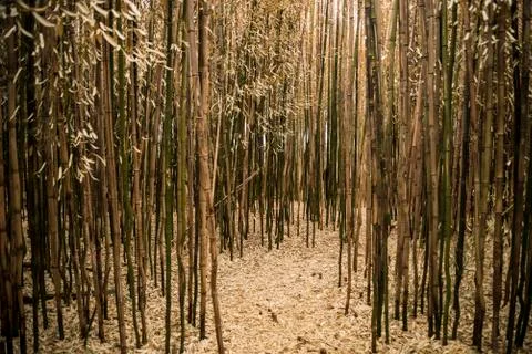 Brown bamboo forest Stock Photos