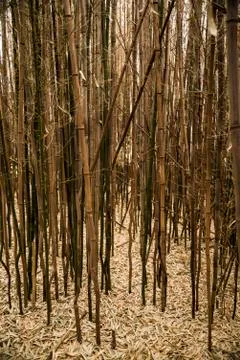 Brown bamboo forest Stock Photos