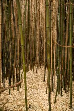 Brown bamboo forest Stock Photos