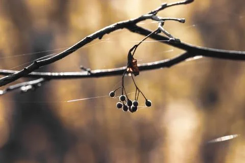 Brown bare three branches with black berries on a blurred background.  Shroud Stock Photos