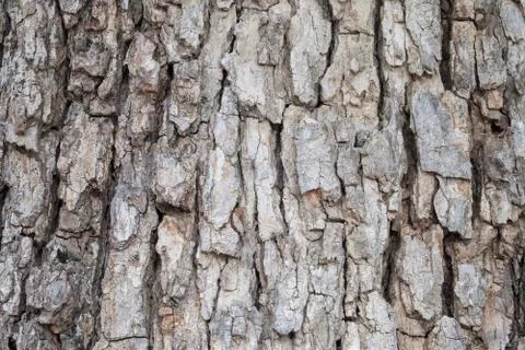 Brown of bark for background and artwork. Stock Photos