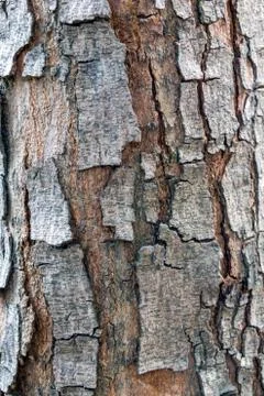 Brown bark background Stock Photos