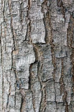 Brown bark background Stock Photos
