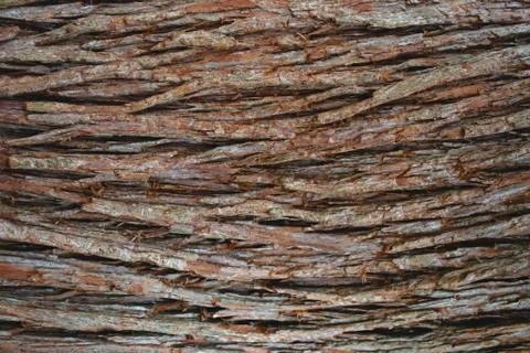 Brown bark background Stock Photos