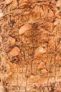 Brown bark coconut tree Stock Photos
