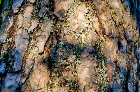 The brown bark of a huge pine tree overgrown with green lichen. Stock Photos