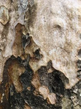 Brown bark pattern texture background Stock Photos