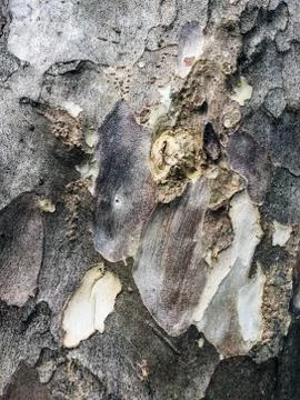 Brown bark pattern texture background Stock Photos