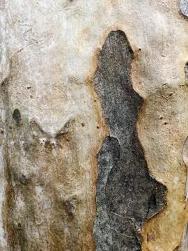 Brown bark pattern texture background Stock Photos