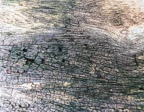 Brown bark pattern texture background Stock Photos