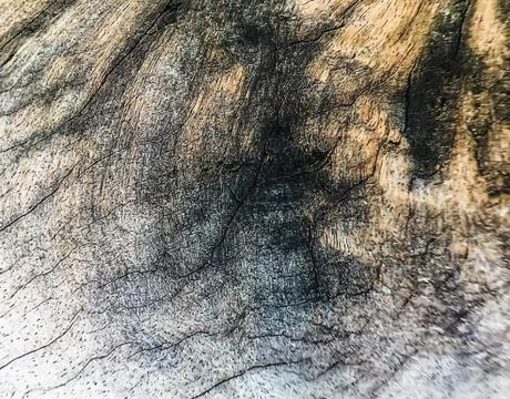 Brown bark pattern texture background Stock Photos