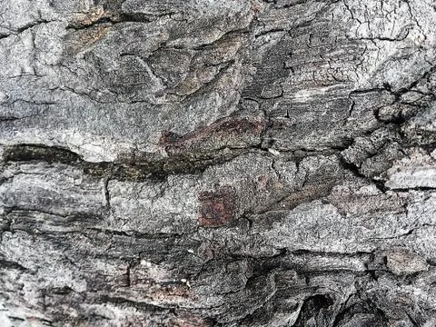 Brown bark pattern texture background Stock Photos