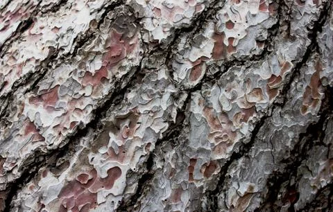 Brown bark of the pine tree Stock Photos