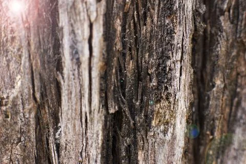 Brown bark of the pine tree Stock Photos