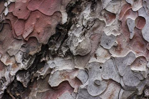 Brown bark of the pine tree Stock Photos