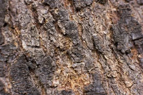 Brown bark of the pine tree Stock Photos