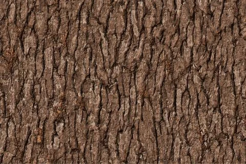 Brown bark texture background Stock Illustration