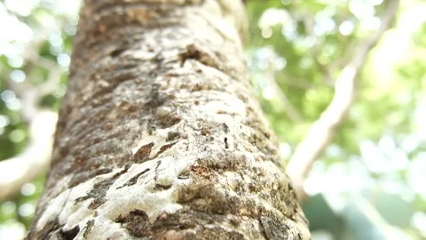 A  brown bark , texture of the brown bark of a tree with green moss on it. verti Stock Footage 152713123