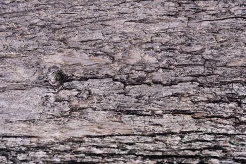 Brown bark texture of an old tree Stock Photos