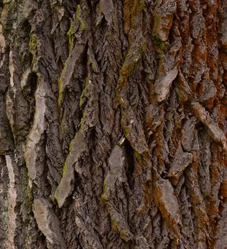 Brown bark of tree close-up background texture photo. Stock Photos