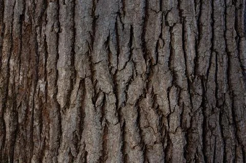 Brown bark of the tree close-up. Background, texture Stock Photos