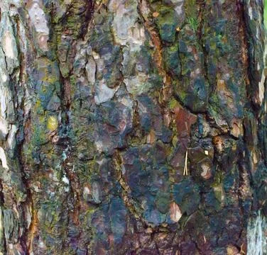 Brown bark of tree close up Stock Photos