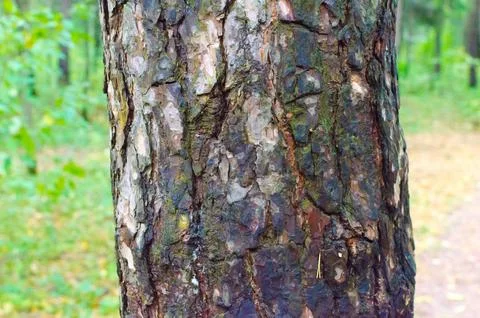 Brown bark of tree close up Stock Photos