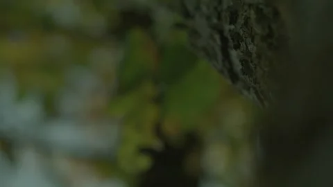 Brown Bark Of Tree Isolated At Green Sunny Blurry Fresh Foliage Background Video Stock Footage 273696569
