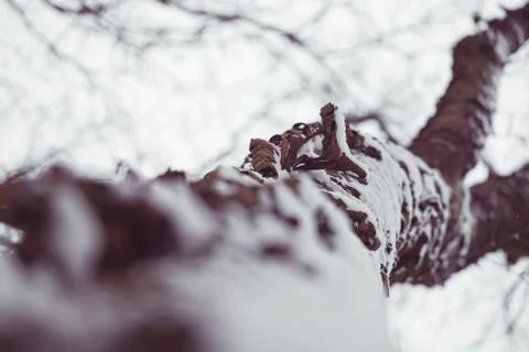 Brown Bark of the Tree 스톡 사진