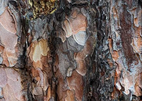 Brown bark of a tree Foto stock