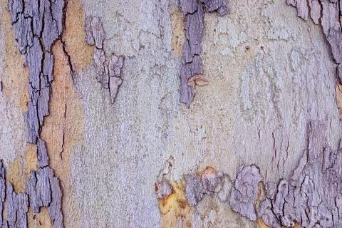 Brown bark tree texture background Stock Photos