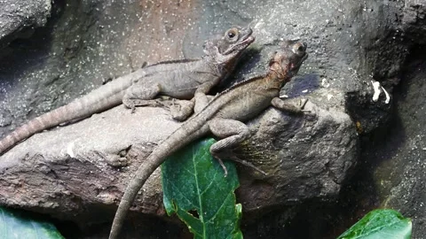 Brown basilisk (Basiliscus vittatus) Video stock 204987372