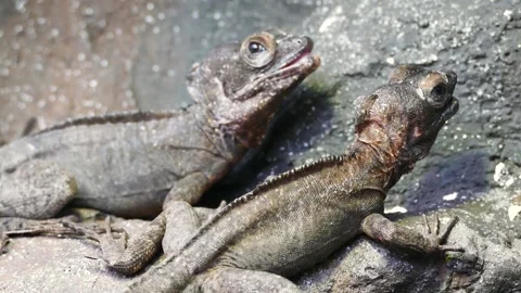 Brown basilisk (Basiliscus vittatus) Видео 204987410