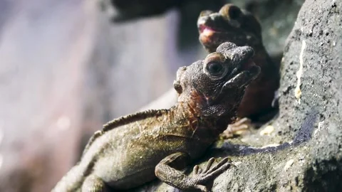 Brown basilisk (Basiliscus vittatus) Stock Footage 204987444