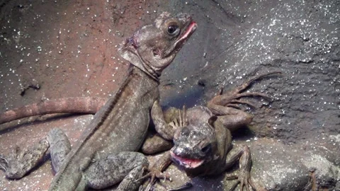 Brown basilisk (Basiliscus vittatus) Stock Footage 283009716